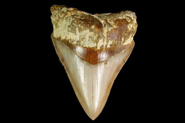 Serrated, Fossil Megalodon Tooth - Indonesia #148151